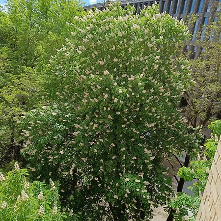 Cozy Апартаменти *